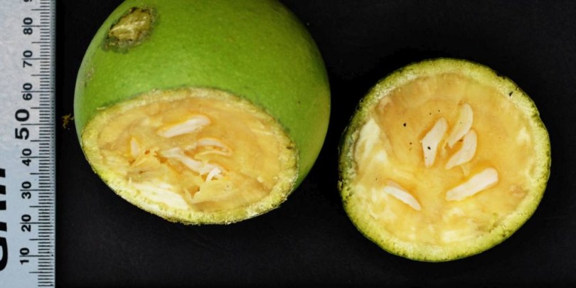 Fekete majomnarancs - Strychnos madagascariensis, Strychnos madagascariensis, fagyérzékeny, gyümölcs